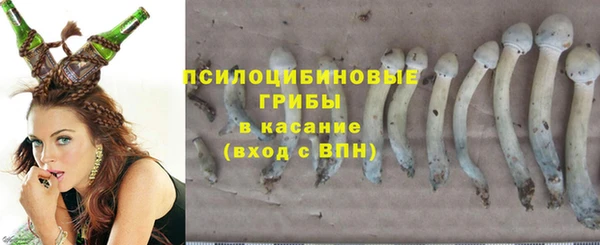 стаф Аркадак